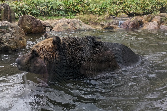 サホロベアマウンテン